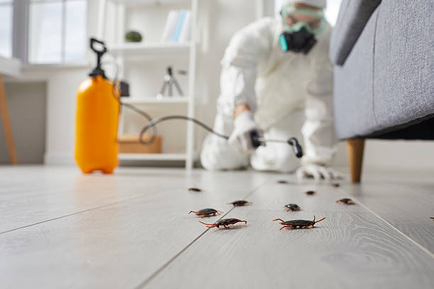 Post-Treatment Bed Bug Interceptor Monitoring in Snyder